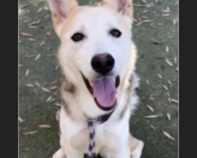 Urgent!!! this handsome 9 month old boy will be killed due to space!!!he did nothing wrong!!! He loses his life because of space!!!! he needs to be saved by 11/2!! Video: https://youtu.be/VHDUNnZcK0k?si=w8KZHAlD4WxBLZew TEDDY, A2212876: NEUTERED MALE, TAN AND BLACK SIBERIAN HUSKY. Shelter: SOUTH L.A. Age: 9 MOS, Weight: 40 LBS. Scheduled Euthanasia Date: 11/01/2025. This animal has been at the ...