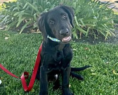 Turner - Labrador Retriever/Retriever (Unknown Type) Mix Male Dog for Adoption