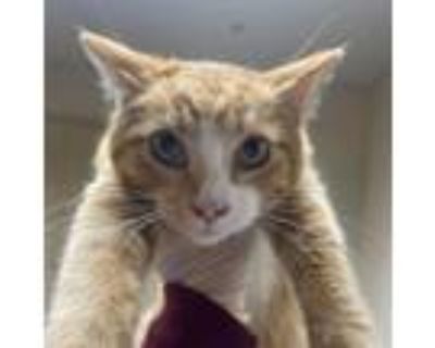 Adopt Sam a Orange or Red Domestic Shorthair / Mixed cat in Riverside