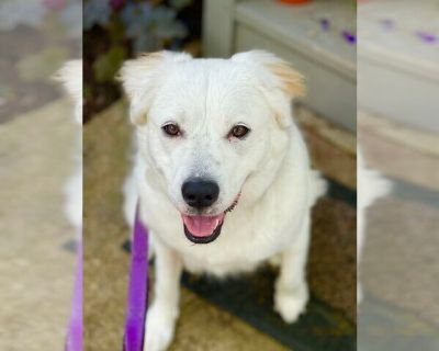 Aria - Great Pyrenees Mix Female Adult Dog for Adoption