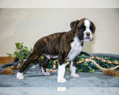 Boxer Puppies for Sale (3 Puppies Left)