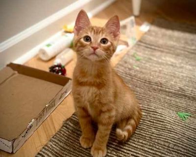 Murray - Domestic Shorthair Male Cat for Adoption