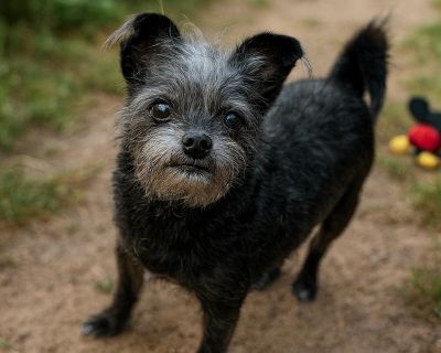 Sookie is a 6 year old charming little terrier mix possibly part Yorkie, part Brussels Griffon, with a sprinkle of Chihuahua who has that perfect scruffy face and big heart that wins everyone over! She may be a little shy when you first meet her, but give her a bit of time and her personality blossoms into pure love. Once she feels safe, Sookie s tail starts wagging, her eyes light up, and she ...