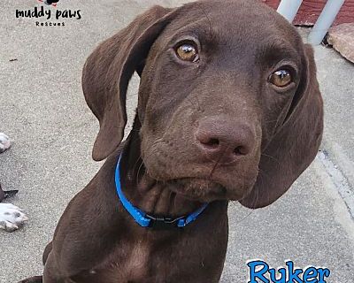 Back to School Litter: Ryker (Courtesy Post) - German Shorthaired Pointer Male Puppy for Adoption