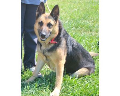 Sadie - German Shepherd Dog/Mixed Breed (Medium) Mix Female Dog for Adoption