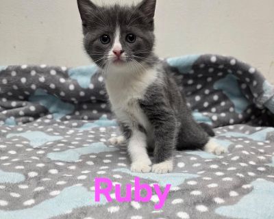 Ruby Tuesday and her siblings were tossed in a dumpster when they were just a few days old. Their mama Pearl worked so hard to keep them safe until a kind person discovered the little family. The kittens (and mom!) are now ready for adoption! They're precious, perfect little kittens, healthy and friendly and starting to play. While it's not required to adopt them in pairs, if you work away from...