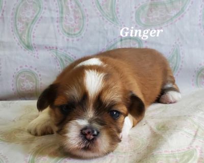 2 Female Lhasa Apso Puppies for Sale