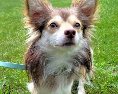 Barney - Chihuahua Male Dog for Adoption