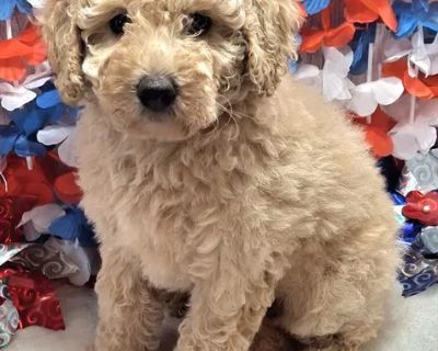 Wendy - Female Mini Goldendoodle F1BB Puppy for Sale