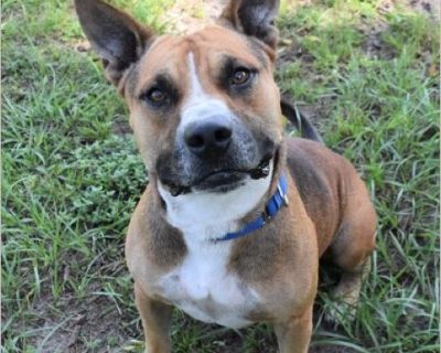 Mojo - Male Puppy American Staffordshire Terrier mix for Adoption