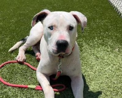 Bandit - Pit Bull Terrier Male Dog for Adoption