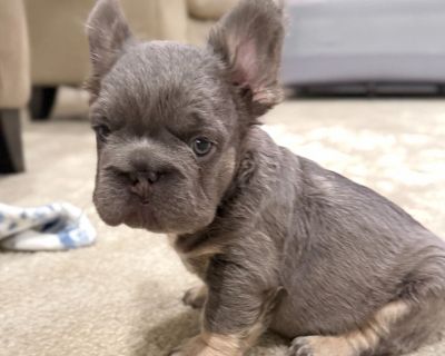 Grayon - Male Grey French Bulldog Puppy for Sale