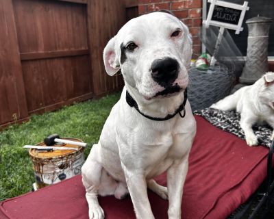 Ahave - Pit Bull Terrier Male Dog for Adoption