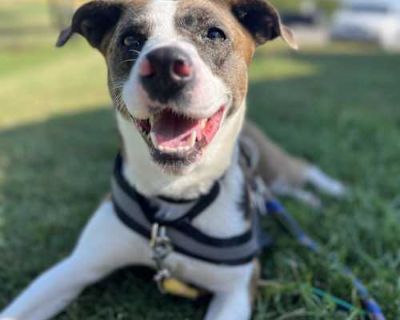 Ash - Australian Shepherd Female Dog for Adoption