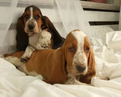 Basset Hound Puppies for Sale in New York (NY)