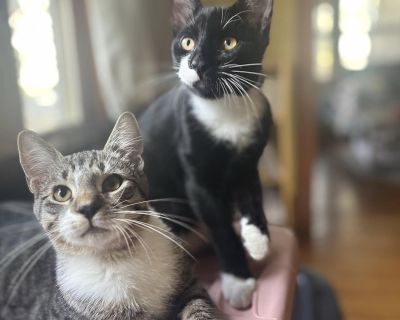 Teddy - Tabby Male Cat for Adoption