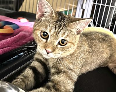 Winnie - British Shorthair Mix Female Cat for Adoption