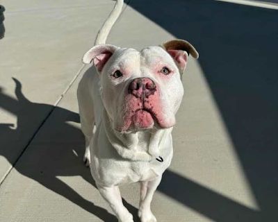 Adult. White. Microchipped. Meet Odin! A bright, playful 2-year-old Pit Bull Terrier with a big heart and even bigger personality. This lively boy loves nothing more than head rubs and chasing his squeaky balls! Odin is a quick learner, who already knows sit, paw, and lie down. He s familiar with being crated and eager to keep learning with a patient, committed adopter who can help him polish h...