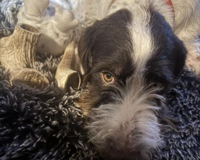 Chip (Lincoln - German Wirehaired Pointer Male Dog for Adoption