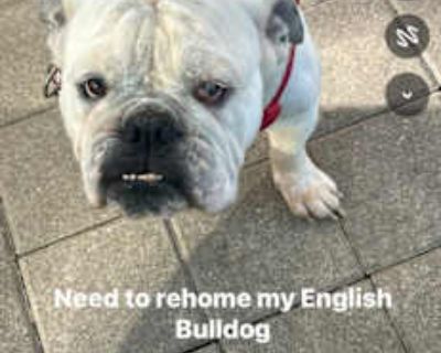 Kilo - English Bulldog Male Dog for Adoption