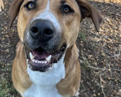 Rosey - Coonhound Mix Female Dog for Adoption