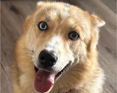 Bella - Female Puppy Australian Shepherd / Siberian Husky for Adoption
