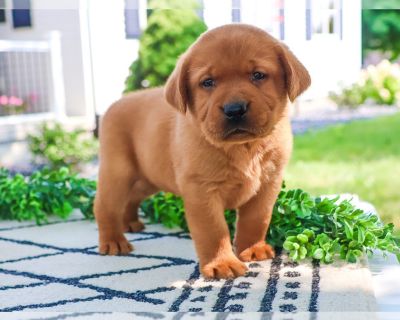 Champ - Labrador Retriever Male Puppy for Sale