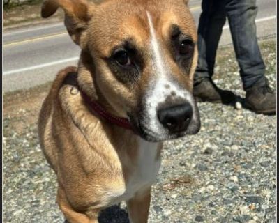 RILEY - Male Puppy Boxer mix for Adoption