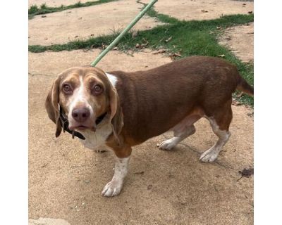 Pudge - Basset Hound/Mixed Breed (Medium) Mix Female Dog for Adoption