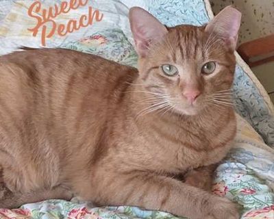 Sweet Peach #bonded-to-Frankie - Domestic Shorthair Female Cat for Adoption