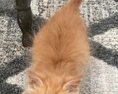 Eddie - Domestic Shorthair Male Cat for Adoption