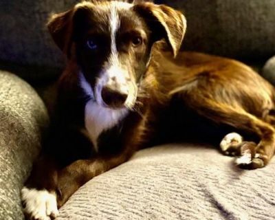 Meet Sky The Smart, Playful, and Loving Cattle Dog Mix! Sky is an 8-month-old Australian Cattle Dog mix with a stunning brown coat kissed by red highlights and eyes that will melt your heart: one blue, one hazel. Her unique look is only the beginning of what makes her so special. Sky is incredibly smart and eager to please! She already knows how to sit, lay down, and give her paw. She even ente...