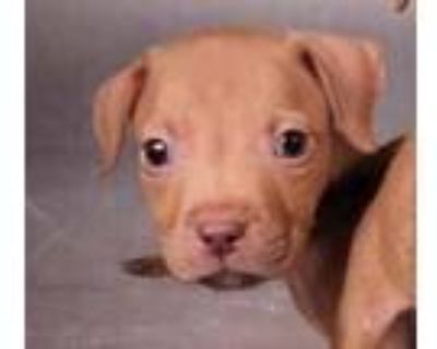Adopt Fred a Tan/Yellow/Fawn Labrador Retriever dog in Clear Lake, IA (38715548)