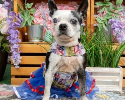 Dolores - Boston Terrier Female Dog for Adoption