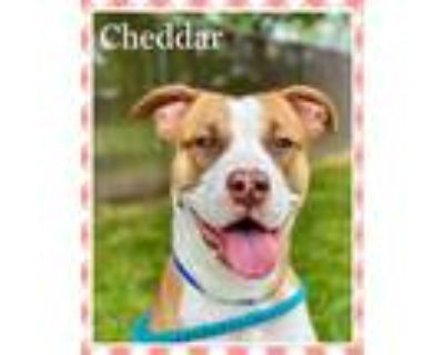 Adopt CHEDDAR - see video a Pit Bull Terrier