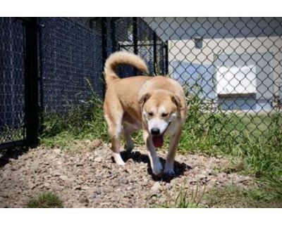 Bandit - Akita/Mixed Breed (Medium) Mix Male Dog for Adoption