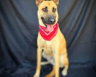 Hugs - Shepherd (Unknown Type)/Belgian Malinois Mix Male Dog for Adoption