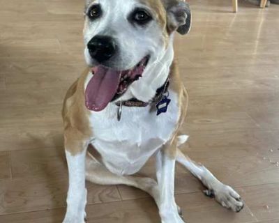 Hazel - Mixed Breed (Large)/Pointer Mix Female Dog for Adoption