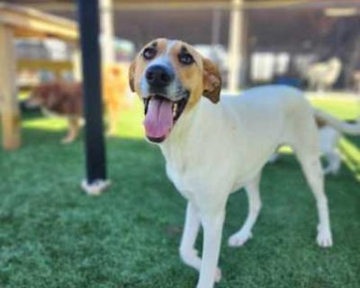 Happy - Labrador Retriever/Hound (Unknown Type) Mix Female Puppy for Adoption