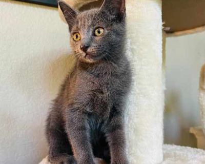 Cashmere - Domestic Shorthair/Russian Blue Mix Female Cat for Adoption