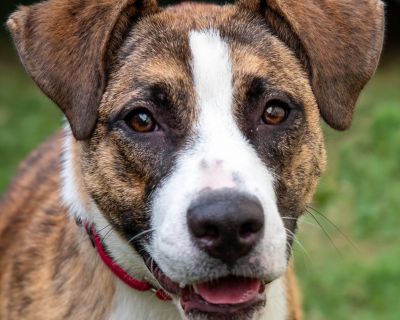 Xinnia - Anatolian Shepherd Mix Female Puppy for Adoption