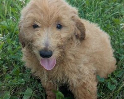Goldendoodle F1B