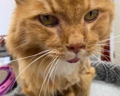 Meow, my name is Augustus. I'm a sweet, affectionate long-haired kitty, I'm looking for my new home, my human mom passed away, and since I had a lot of mats had to get a shave. I would love to find someone who would give me lots of love-- Please adopt me. Our kitty adoption fee is $250. This includes the kitties shots/negative feline leukemia & FIV aids test and vaccine/spay or neuter/worming a...