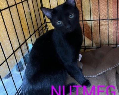 Nutmeg - Domestic Short Hair Female Cat for Adoption