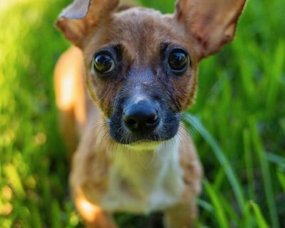 Nola - Chihuahua & Terrier Mix Female Puppy for Adoption