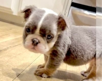 DIOR - English Bulldog Female Puppy for Adoption