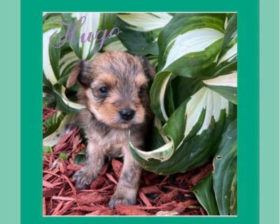 Hugo - YorkiePoo Male Puppy for Adoption