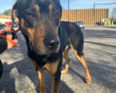 Bear - German Shepherd Dog/Rottweiler Mix Male Dog for Adoption