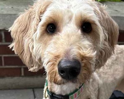 Hazel - Poodle (Standard)/Golden Retriever Mix Female Dog for Adoption