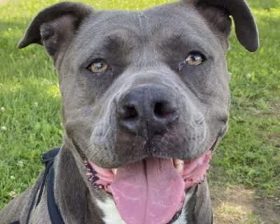 Sky - American Pit Bull Terrier/Bulldog Mix Female Dog for Adoption